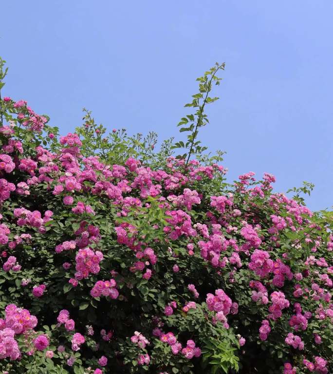 春天夏天鲜花蔷薇花墙风景