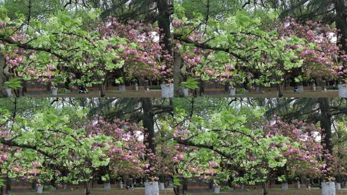 唯美绿色樱花 苏州大学梦幻清新绿樱特写