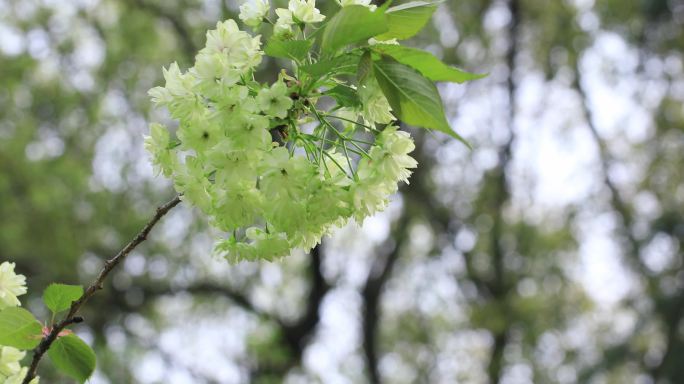 唯美绿色樱花 苏州大学梦幻清新绿樱特写