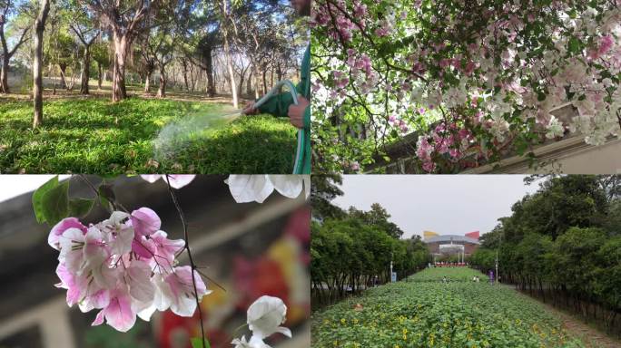 阳光 绿树 鲜花 白天 黑夜 园丁浇水