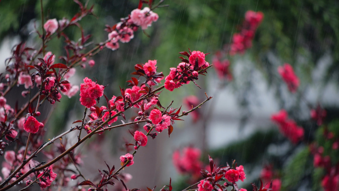 雨中的花朵更鲜艳4K