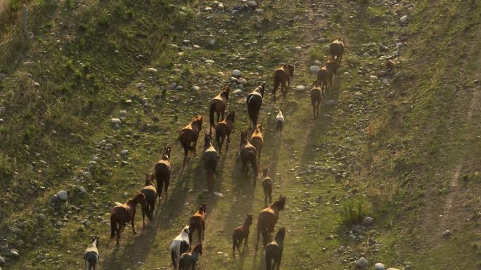 航拍新疆天山成群的马群赶路4k
