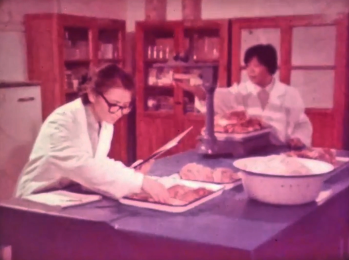80年代 四川养猪研究所 配对养猪研究
