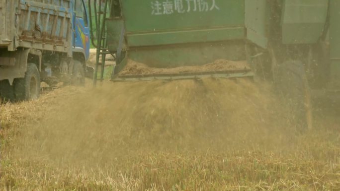 小麦收获期 机收小麦 秸秆粉碎还田 麦茬