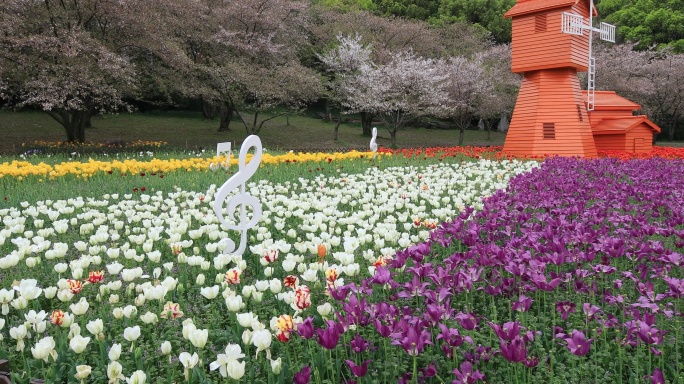 唯美梦幻郁金香花海风车樱花背景 春日浪漫