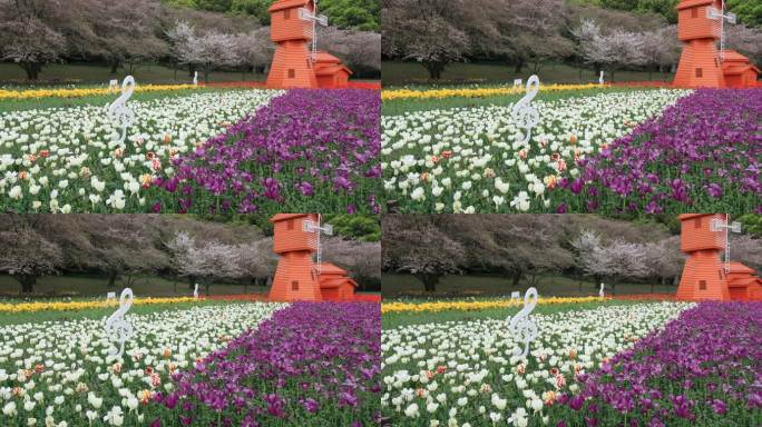 唯美梦幻郁金香花海风车樱花背景 春日浪漫