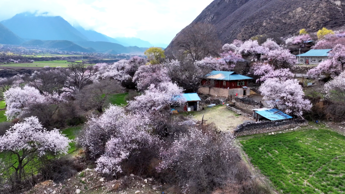 林芝桃花南迦巴瓦西藏寺庙合集