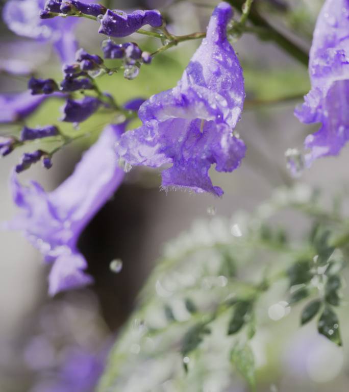 5K-雨中的蓝花楹，蓝花楹高速慢镜头