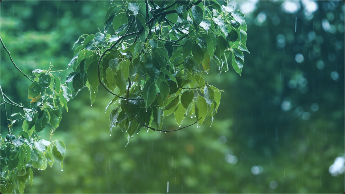 4k森林大自然流水雨林-谷雨惊蛰自然山川