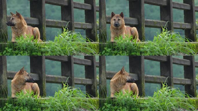 乡村土狗