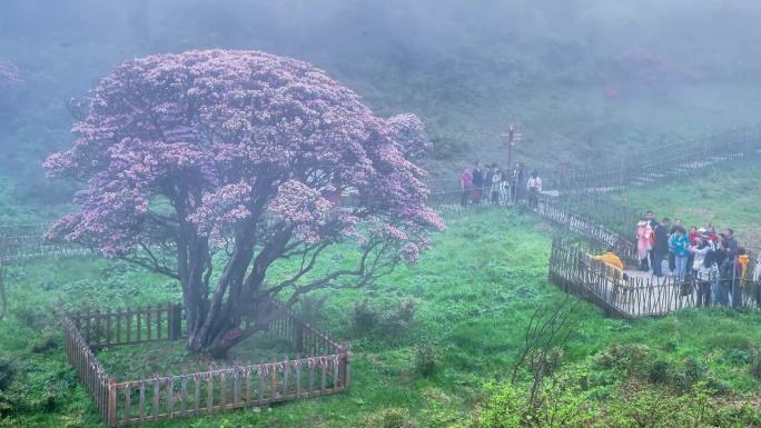 重庆南川：金佛山杜鹃花绽放迎客