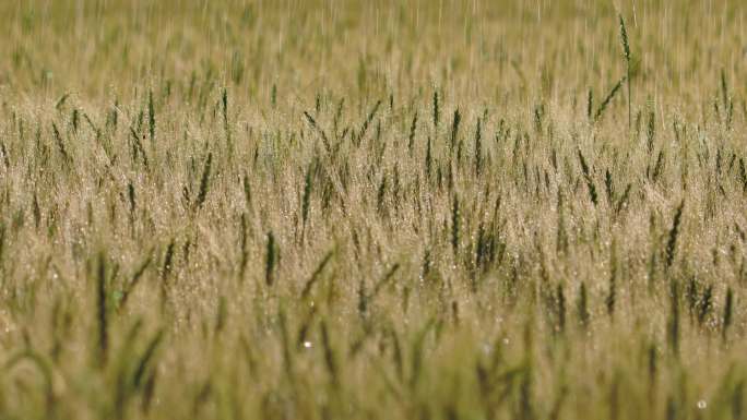 呼伦贝尔小麦灌溉小麦农业灌溉