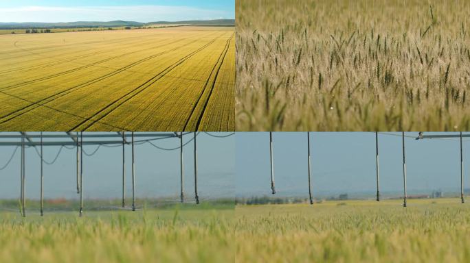 呼伦贝尔小麦灌溉小麦农业灌溉