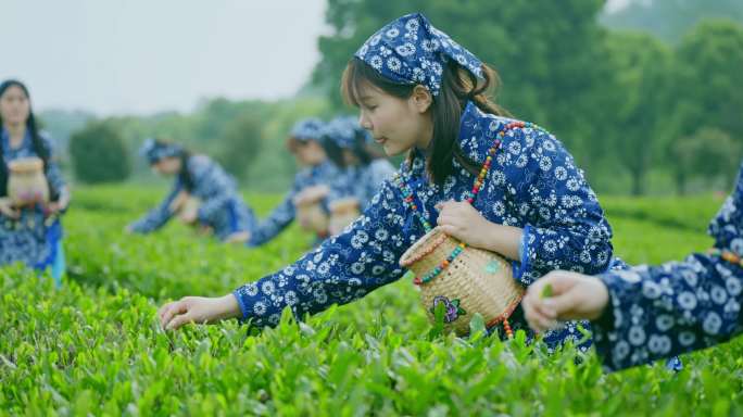 5K茶叶 茶园 采茶女 制茶 茶艺 品茶