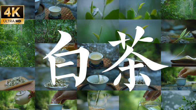 4k白茶 福鼎白茶沏茶泡茶茶汤倒茶滴茶水