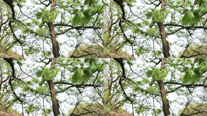 唯美绿色樱花 苏州大学梦幻清新绿樱特写