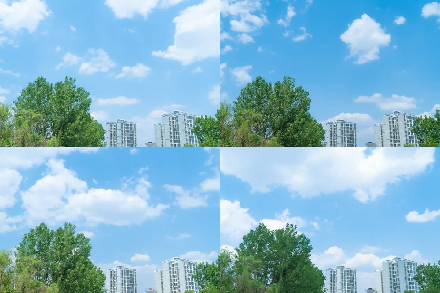 延时蓝天白云下的白杨树