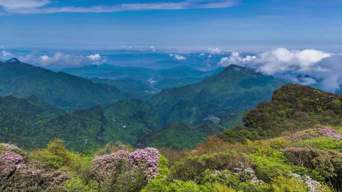 重庆南川：金佛山杜鹃花绽放迎客