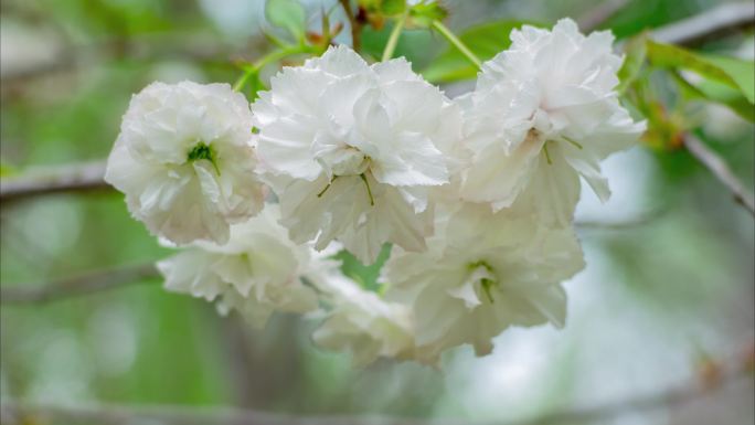 花树春天的花樱花日本晚樱开花