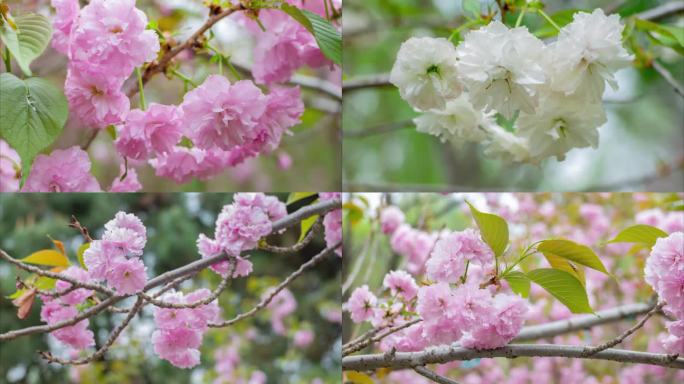 花树春天的花樱花日本晚樱开花
