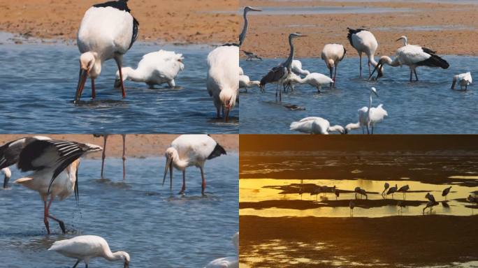 东方白鹳 候鸟 黄河三角洲 鸟群 湿地