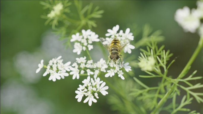 蜜蜂在小白花上采蜜