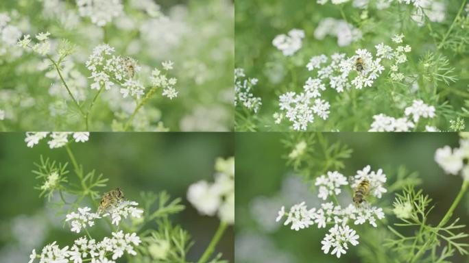 蜜蜂在小白花上采蜜