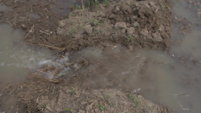 水稻直播田 人工开沟 灌水 大水漫灌稻田