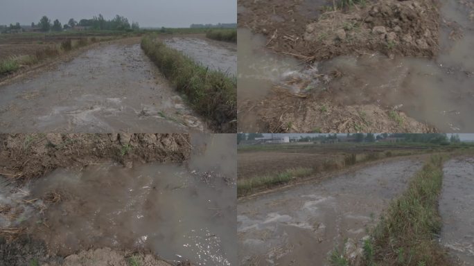 水稻直播田 人工开沟 灌水 大水漫灌稻田