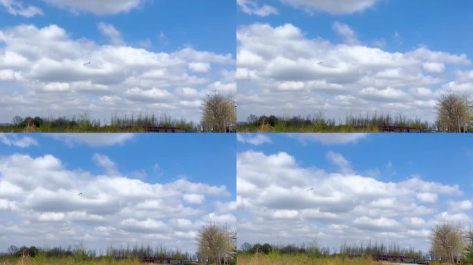 春天蓝天白云放风筝