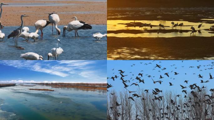 候鸟迁徙 东方白鹳 鸟群  黄河三角洲