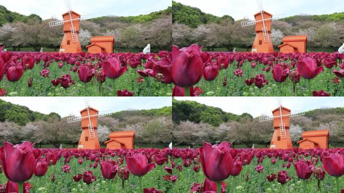 低视角梦幻郁金香花海风车樱花 春日浪漫