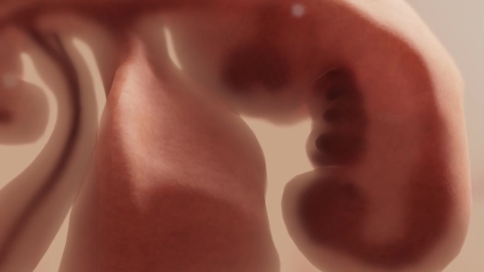 受孕受精5周囊胚胚盘精子卵子胚胎发育胎心