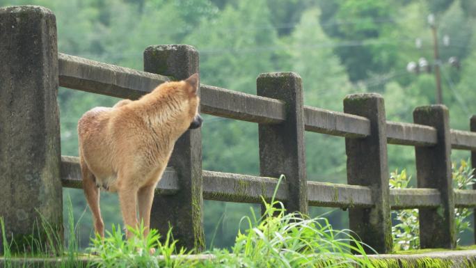 乡村土狗