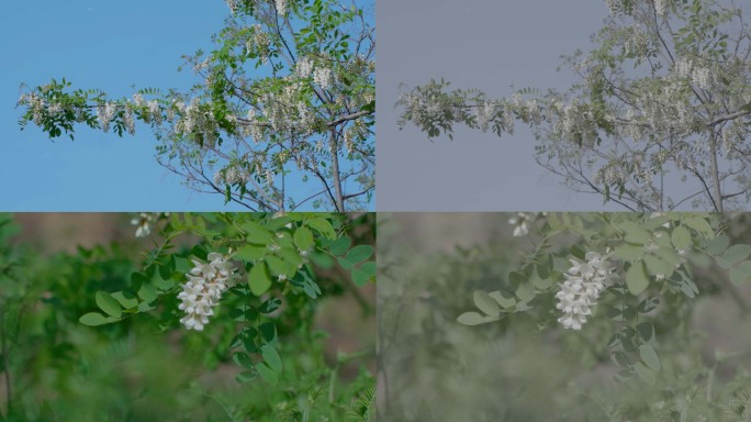 【视频】夏日气息微风不燥