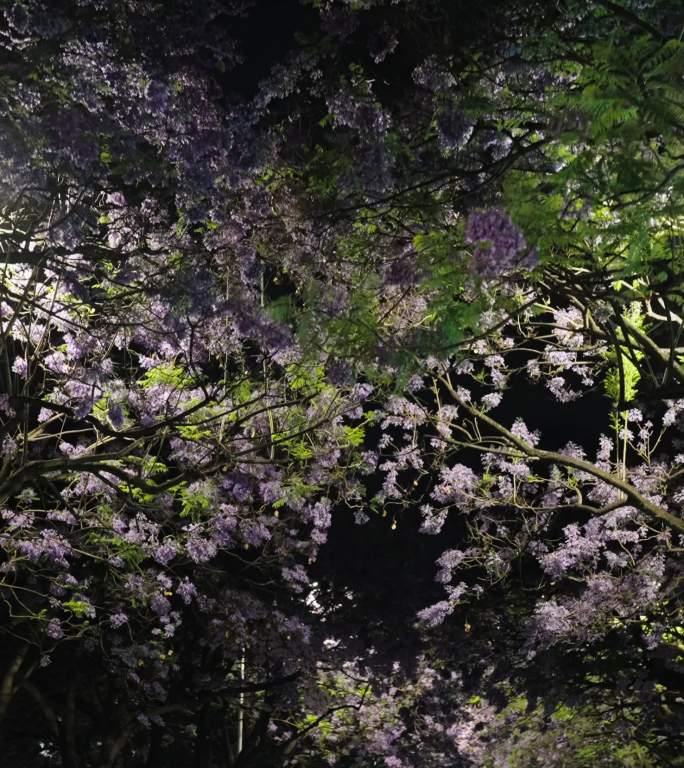 4K-昆明校场路蓝花楹，蓝花楹盛开的街道