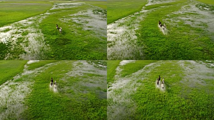 直升机航拍新疆特克斯草原水中奔跑的马