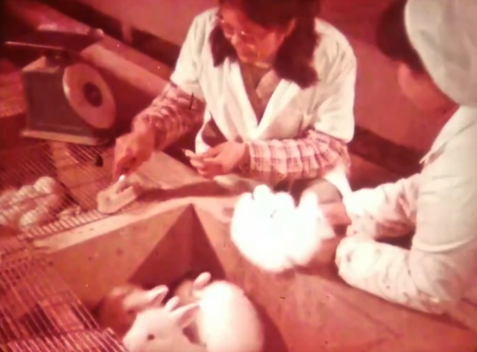 70年代 科学养兔 防疫站 乡村兽医