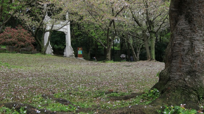 春天樱花林落樱 地面樱如雪 浪漫唯美