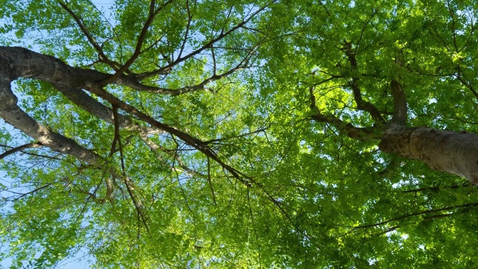 抬头看树树底下大树初夏 春天树叶小清新