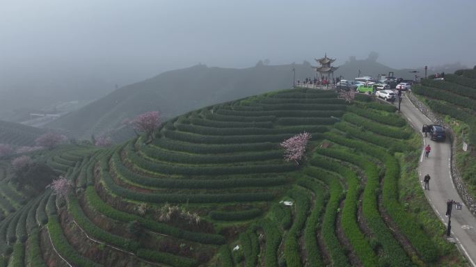 茶山上春天盛开的樱花