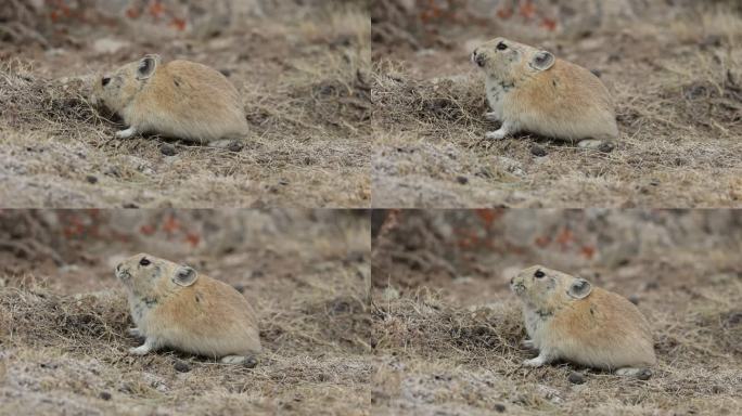 高原鼠兔吃草