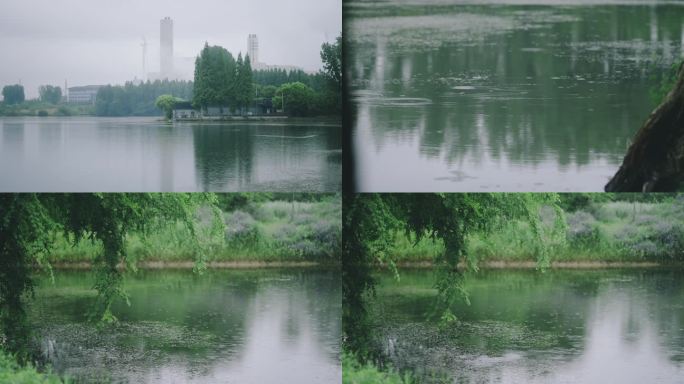 下雨天池塘水面雨点绿色的植物