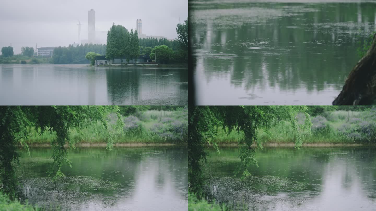 下雨天池塘水面雨点绿色的植物