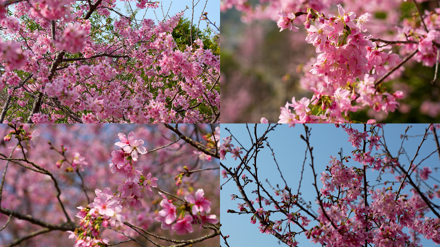 樱花园春天万物复苏樱花盛开自然空镜