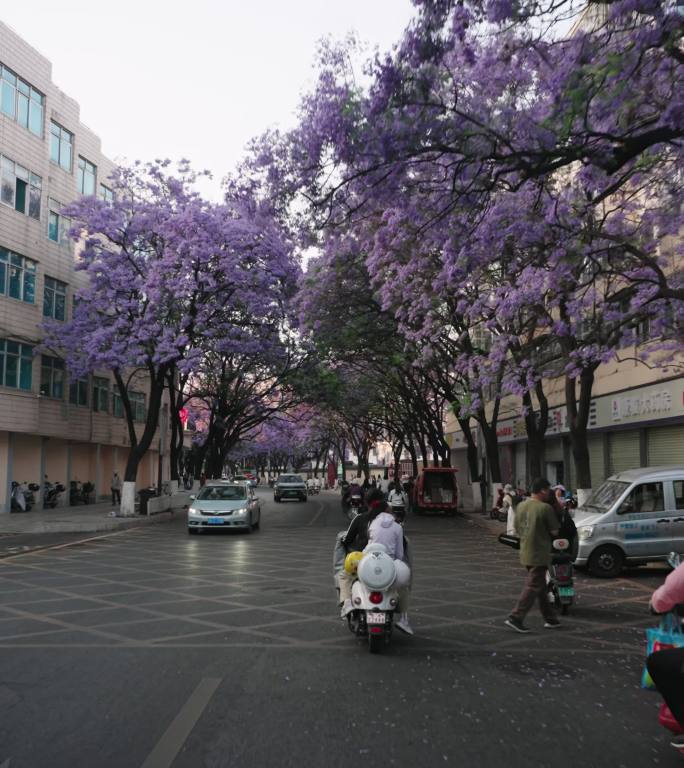 4K-昆明校场路蓝花楹，蓝花楹盛开的街道