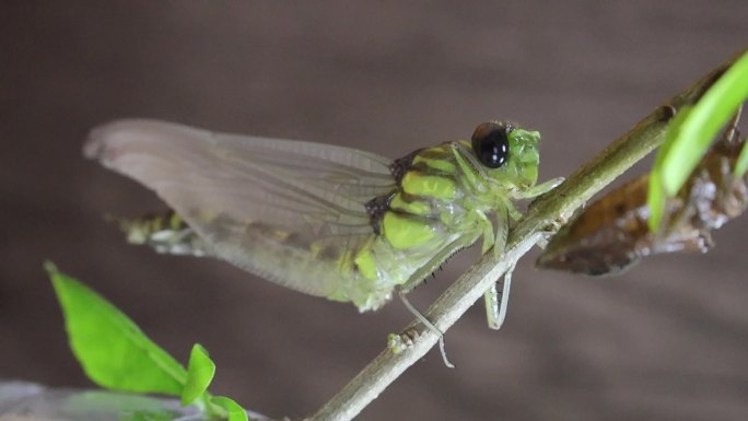 蜻蜓幼虫脱壳羽化