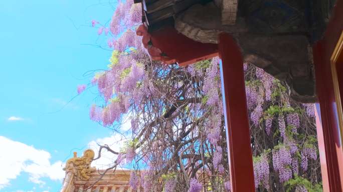 北京故宫永和宫紫藤花随风飘摆