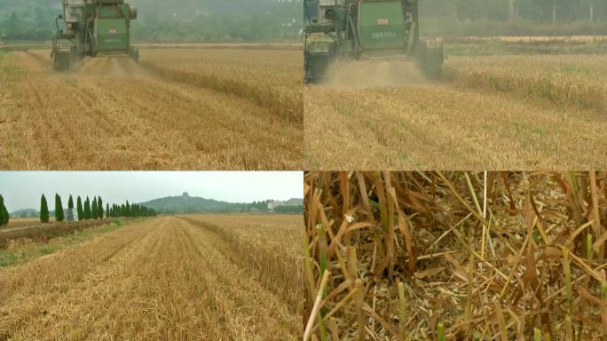 小麦收获期 机收小麦 秸秆粉碎还田 麦茬