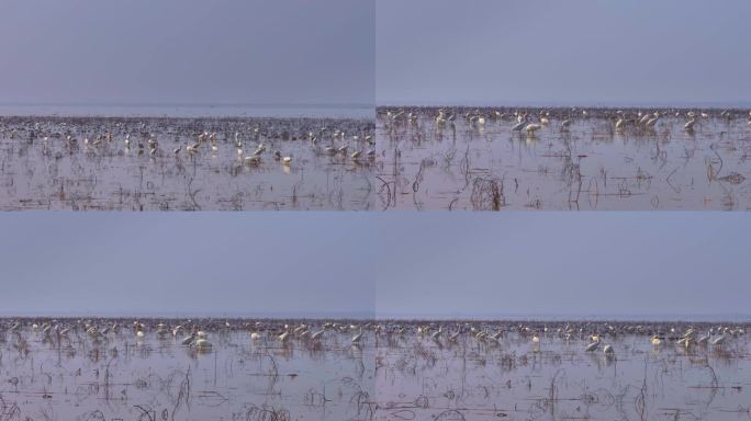 鄱阳湖湿地的白鹤